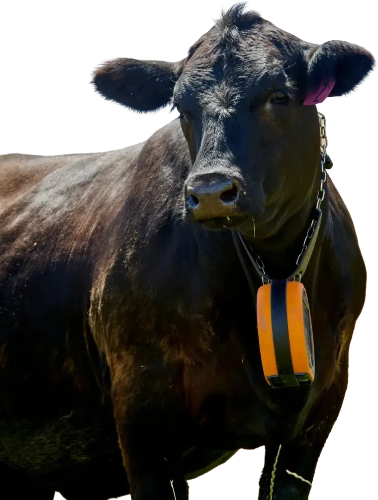 A black Angus cow wearing the orange eShepherd neckband