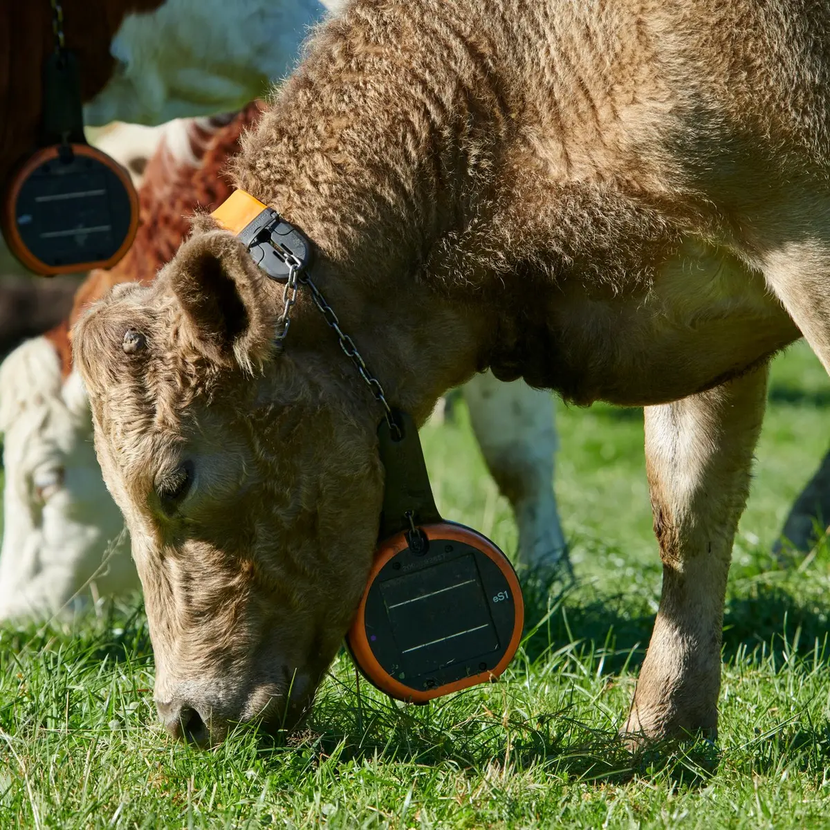 Charolais cow wearing an eShepherd neckband
