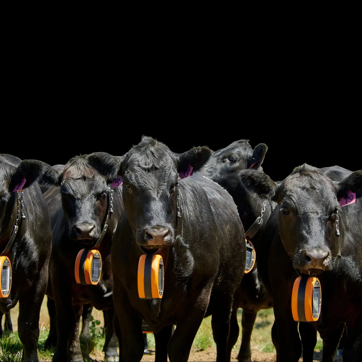 Herd of Angus cattle wearing eShepherd neckbands looking directly at camera against a black background