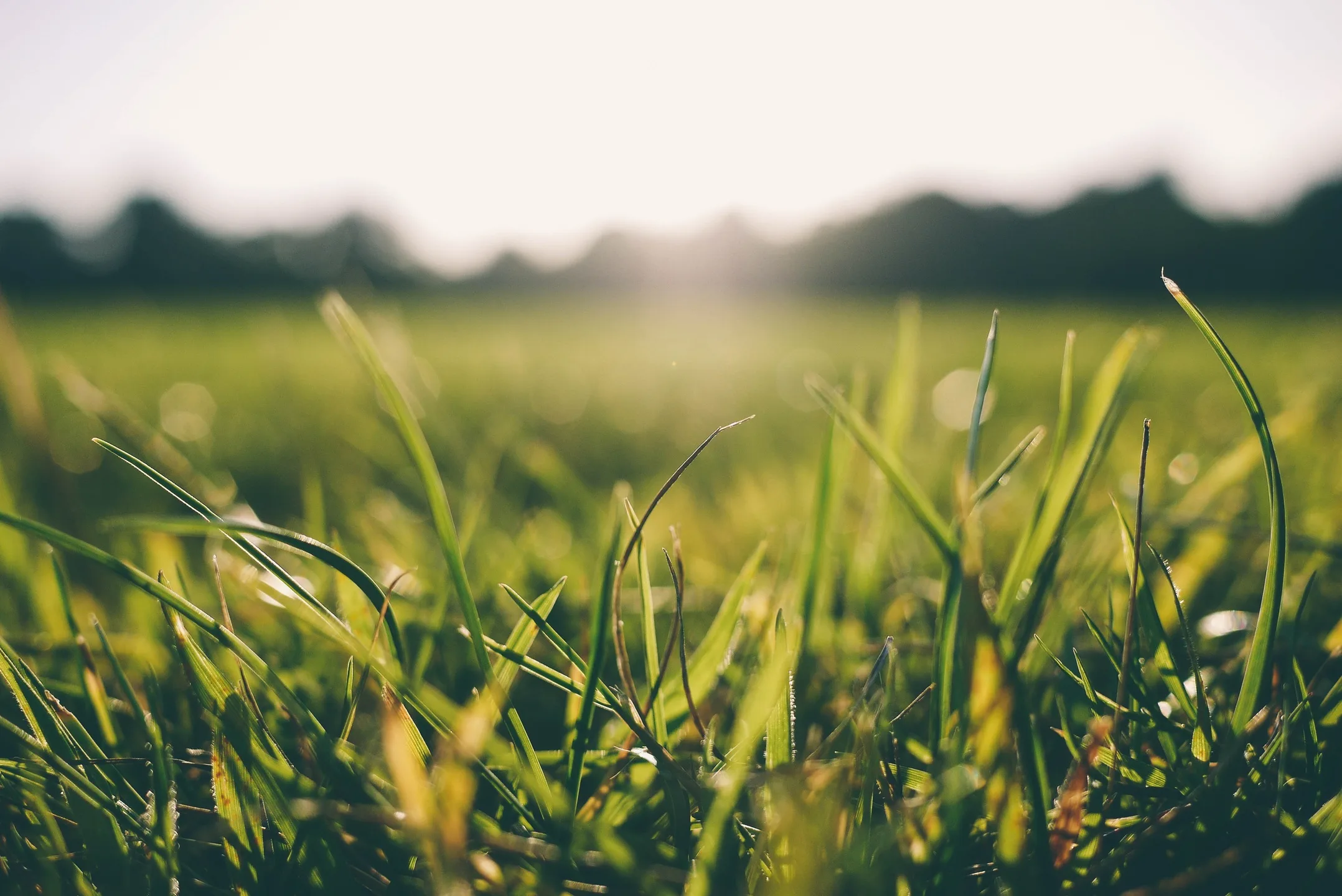 Sun-lit pasture grass