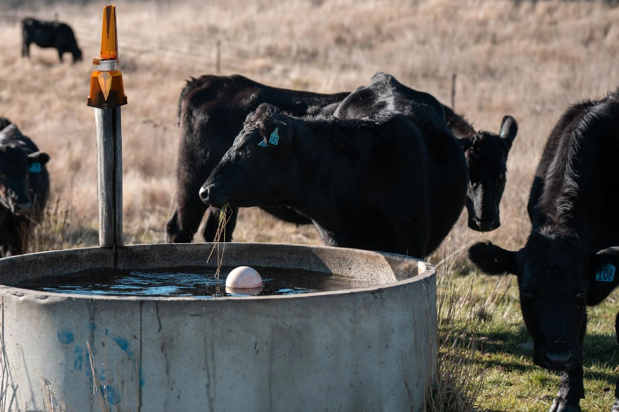 Cattle around a water trough, Water teaser